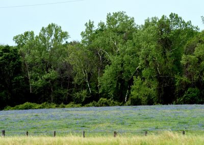 Lush green trees and bluebonnet wildflowers on a sunny day for Bluebonnet Express biking tour.