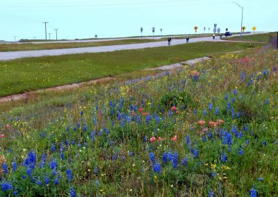 Vibrant wildflowers along roadside with cyclists and traffic in the background, showcasing scenic biking routes.