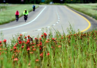 Vibrant wildflowers along scenic bike route on Bluebonnet Express in Texas.