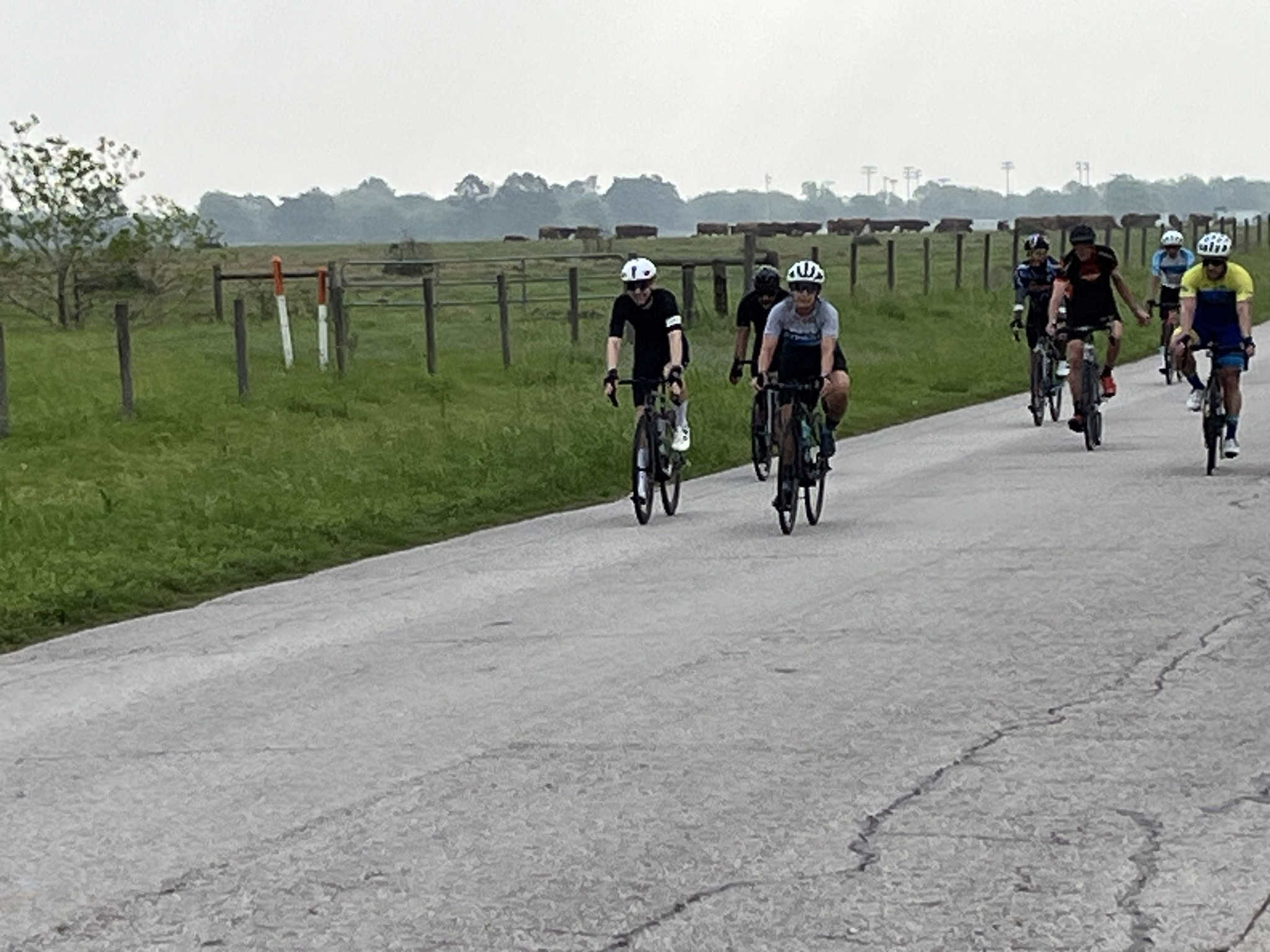 Cyclists riding on a rural road with green fields and cattle in the background.