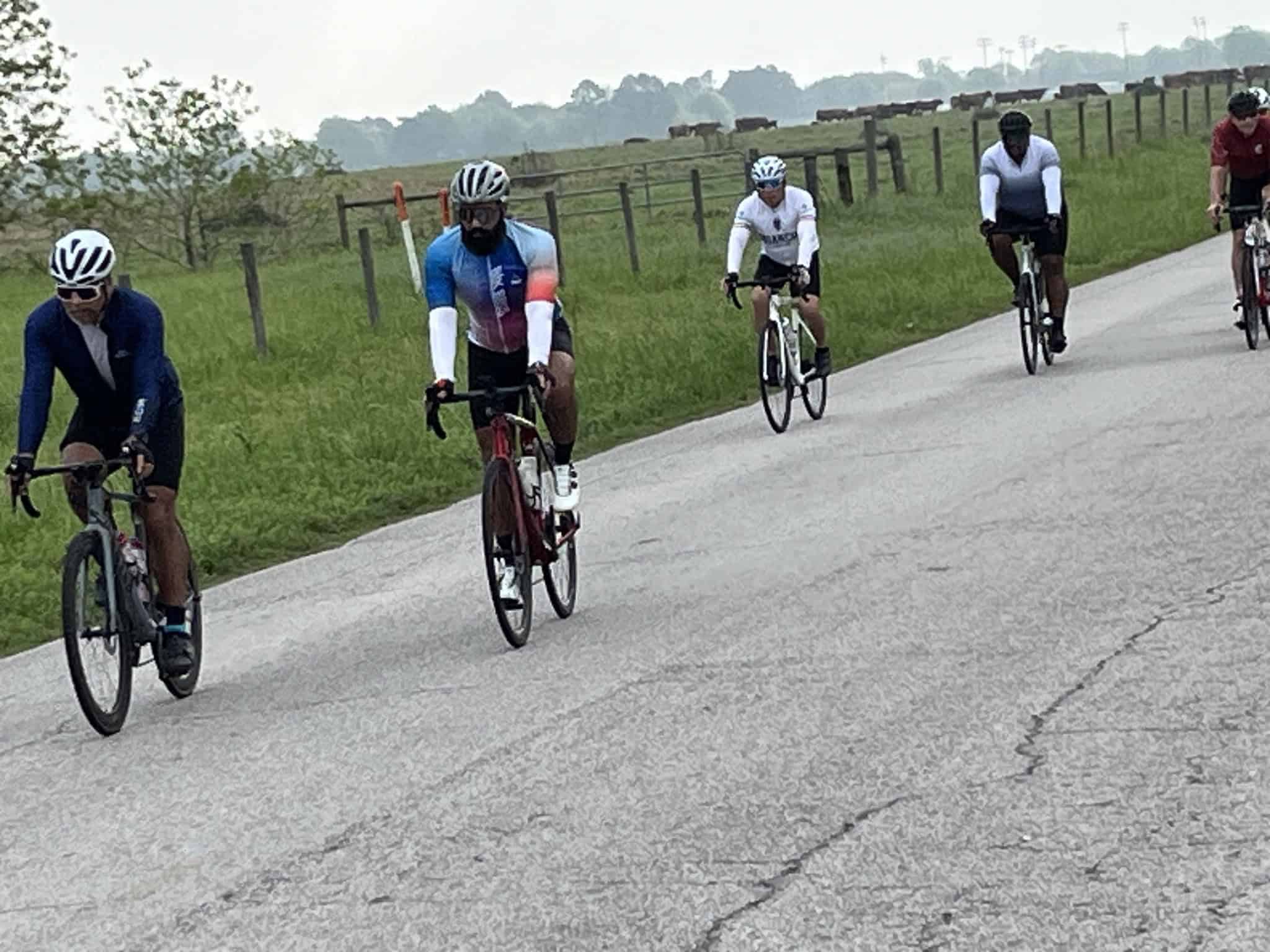 A group of cyclists riding on a rural road with green fields and cattle in the background.