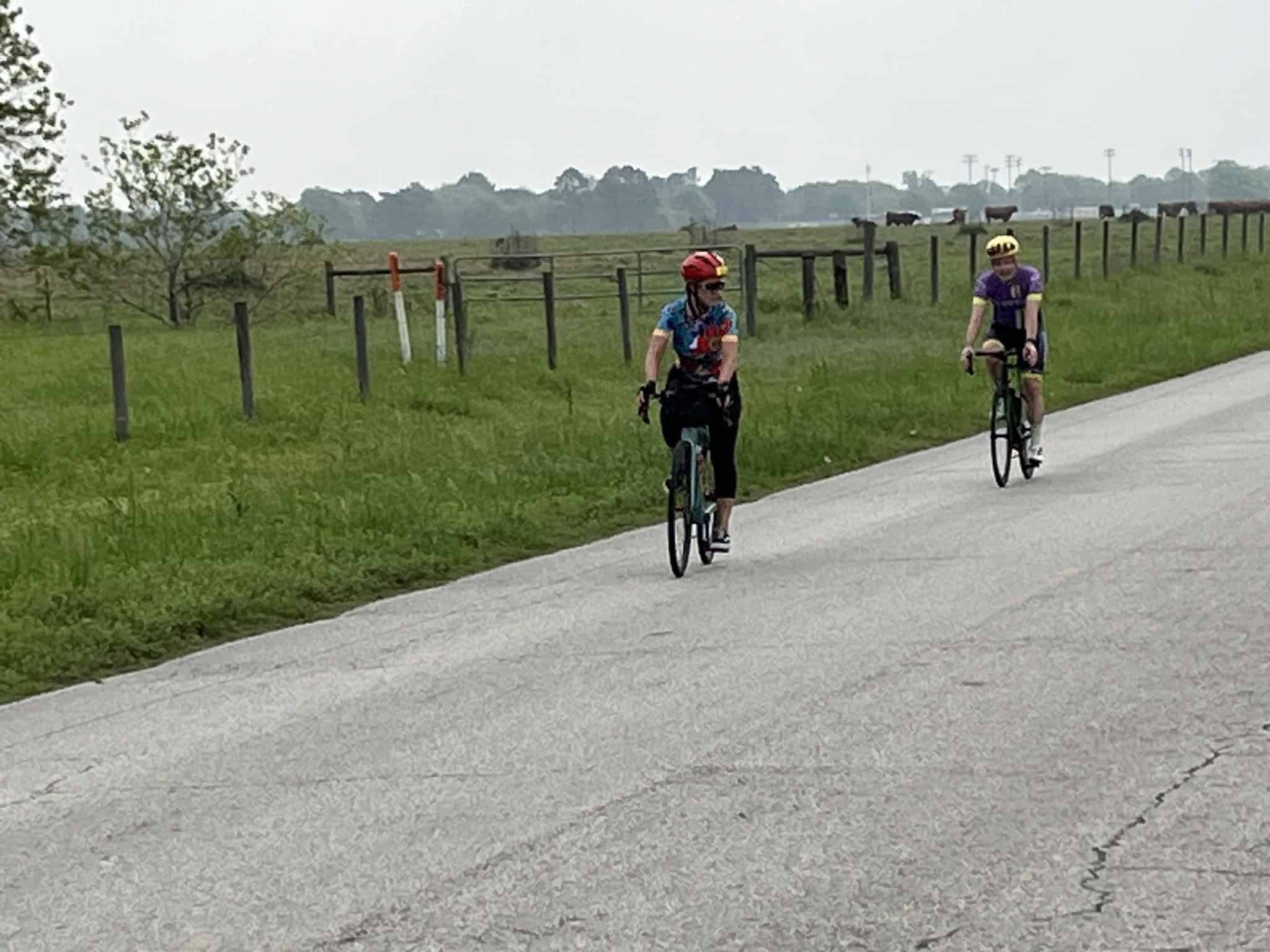 Brightly colored cyclists riding along a rural countryside road with fencing and cattle in the background.