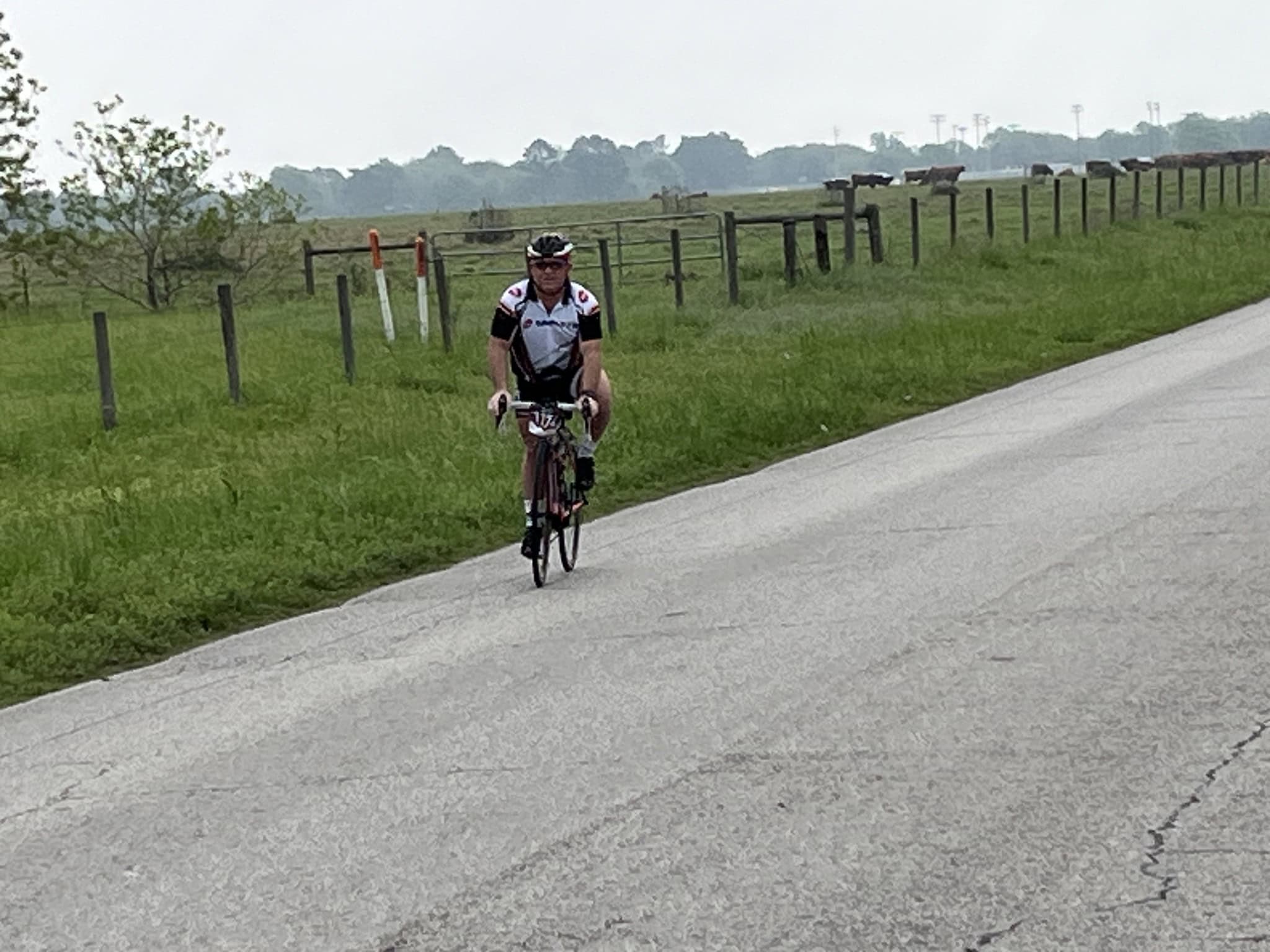 Cyclist riding on a rural road with green fields and grazing cows in the background.