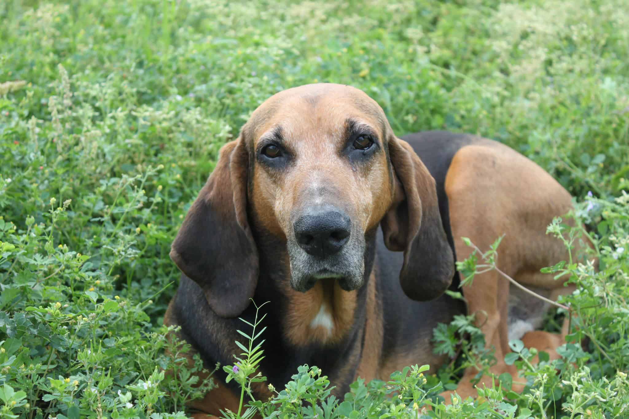 Dog lying in green grass, outdoor scene, close-up of Basset Hound with droopy ears, relaxing in nature.