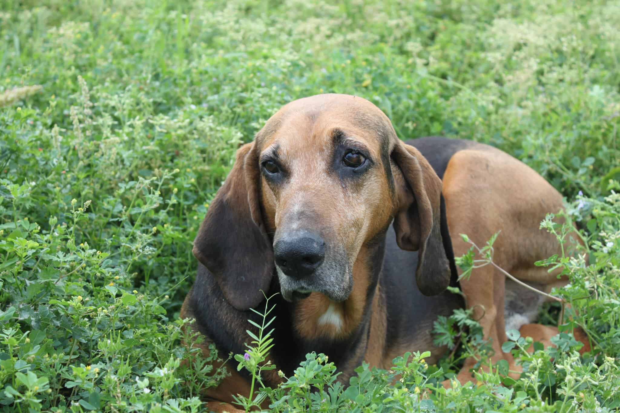 Dog lying in lush green grass, outdoor scene, wildlife, natural environment, Bluebonnet Express mascot.