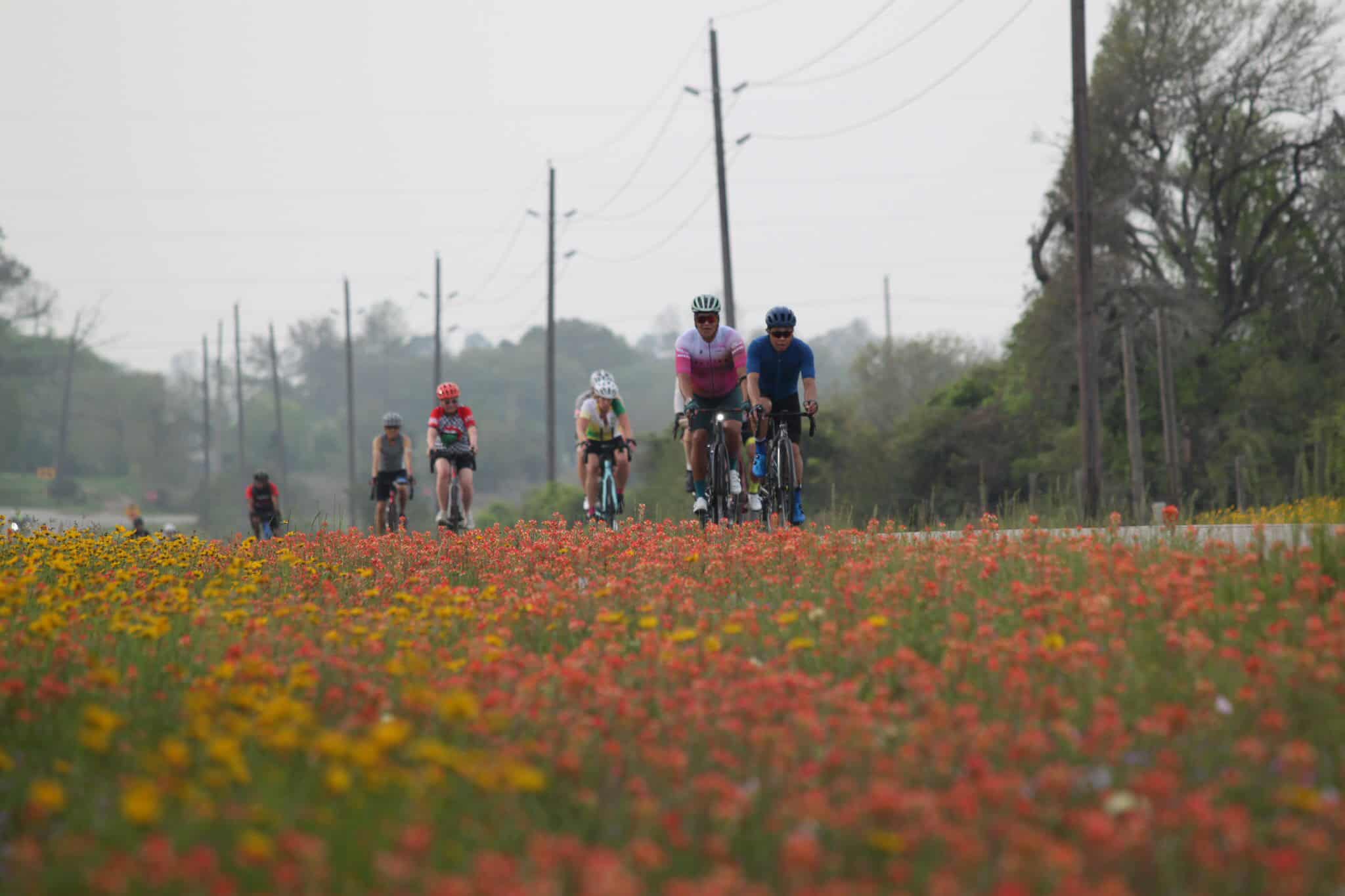 Vibrant cyclists riding through colorful wildflowers on Bluebonnet Express scenic route.