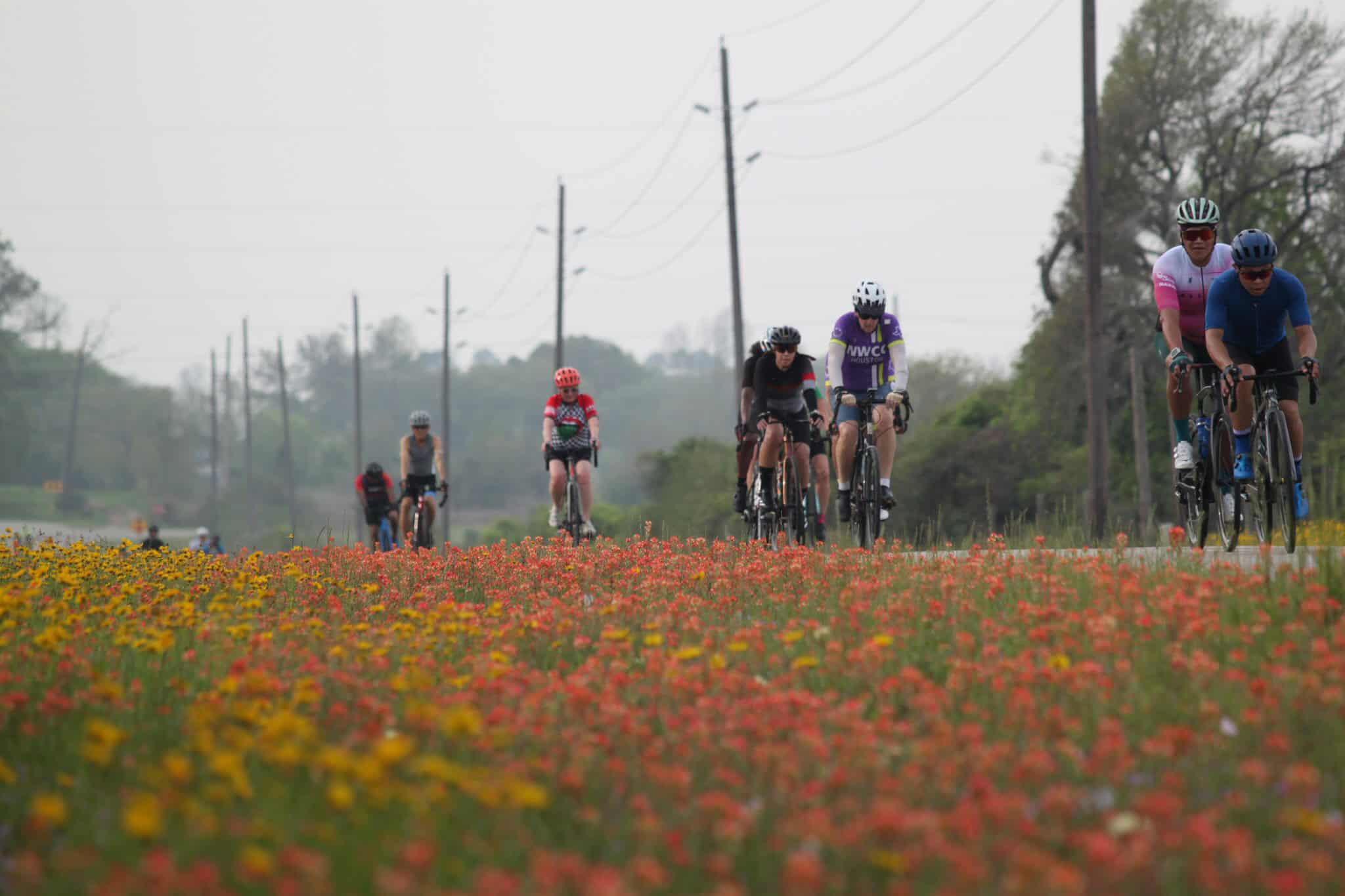 Cyclists riding through a colorful wildflower field in a scenic outdoor landscape.
