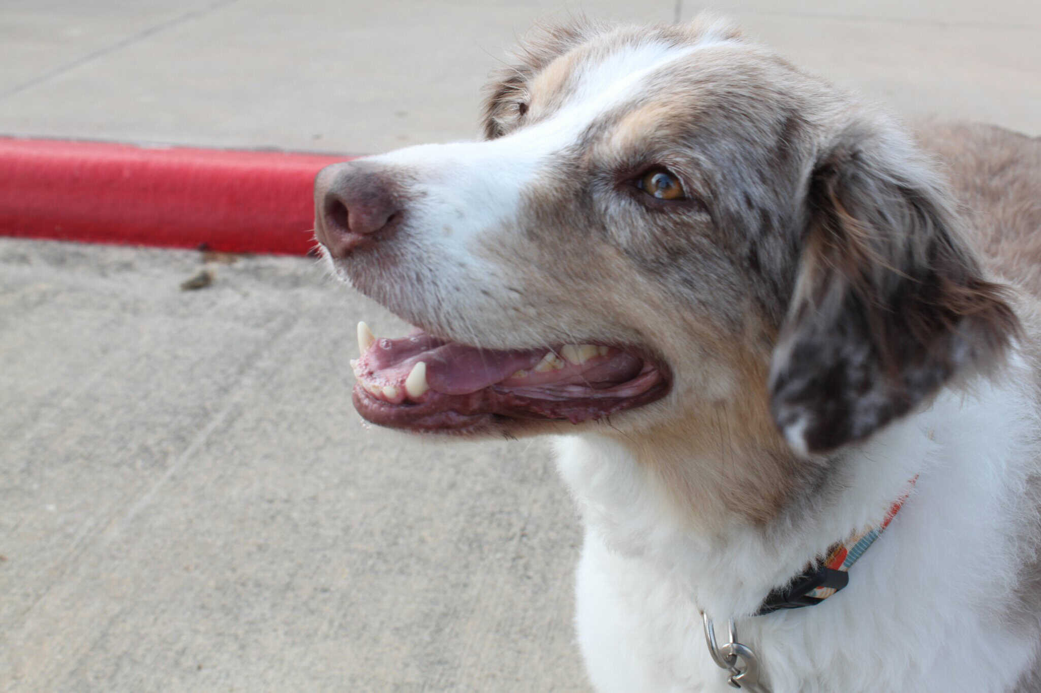 Dog at a bike-friendly location, happy and friendly pet on a walk.