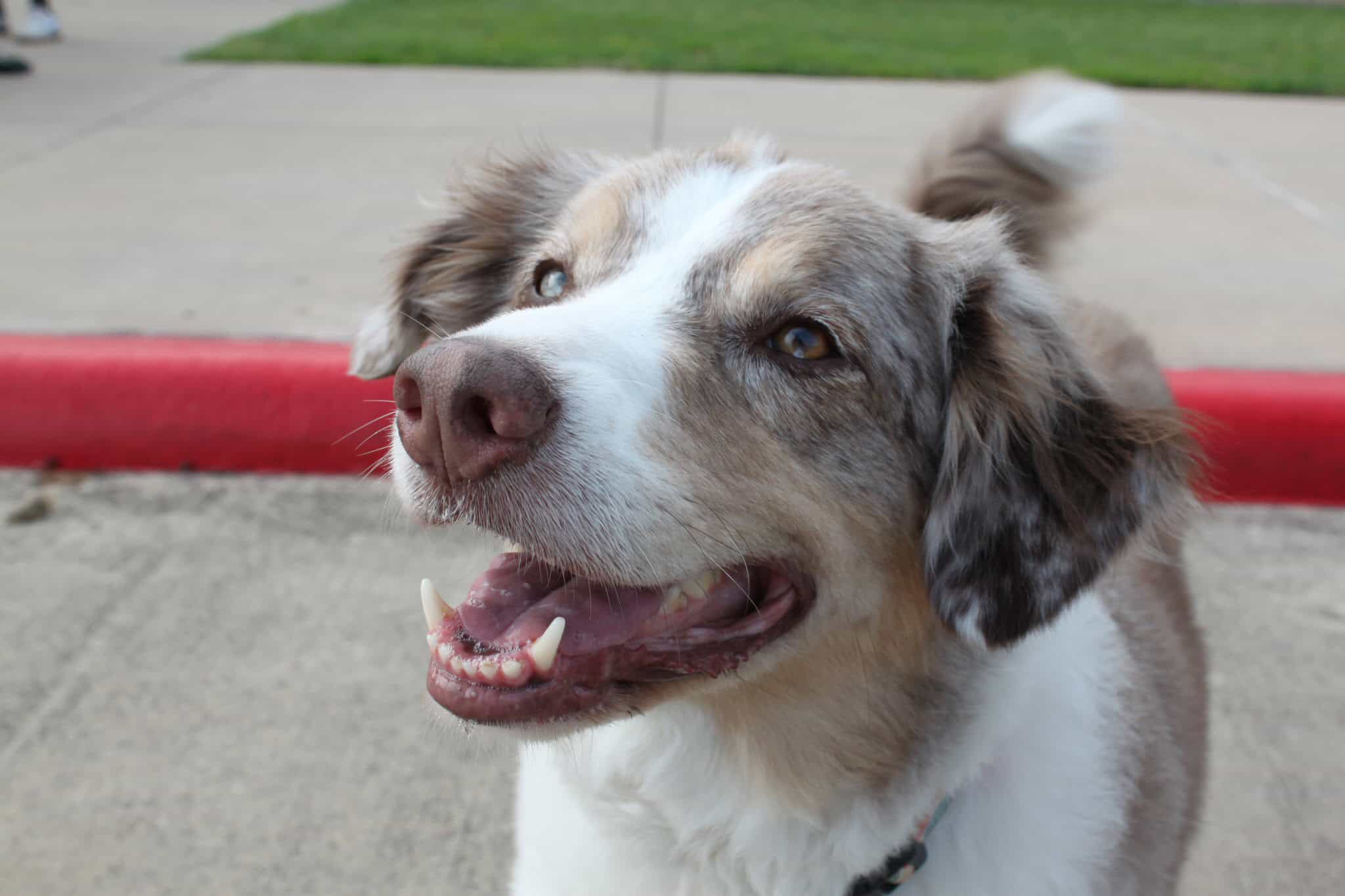 Dog with handsome face and happy expression, outdoor setting, pet photo.