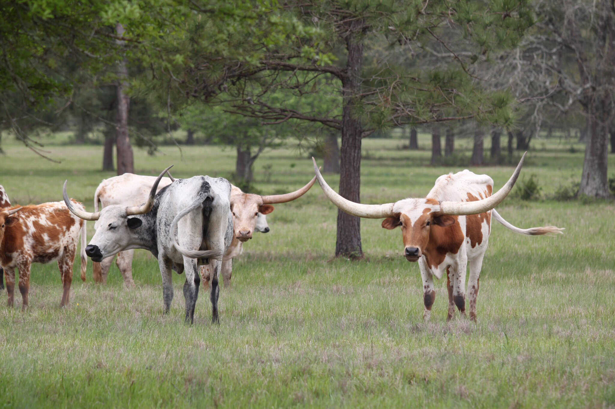 Majestic Texas Longhorn cattle grazing in a lush green pasture with trees in the background.