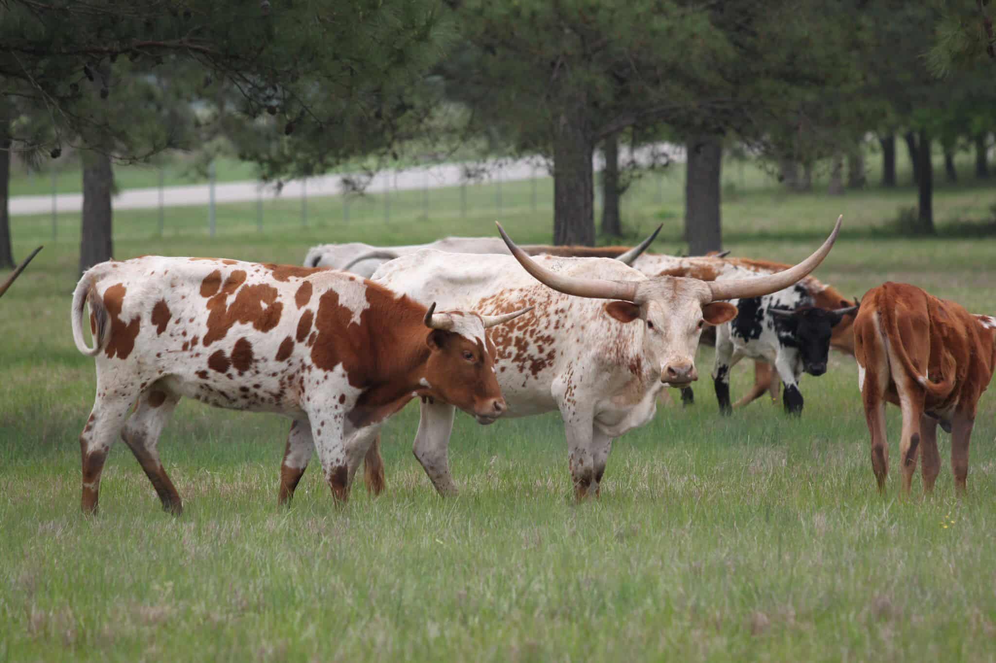 Colorful ranch cattle grazing in open pasture under trees, Texas farm scene.