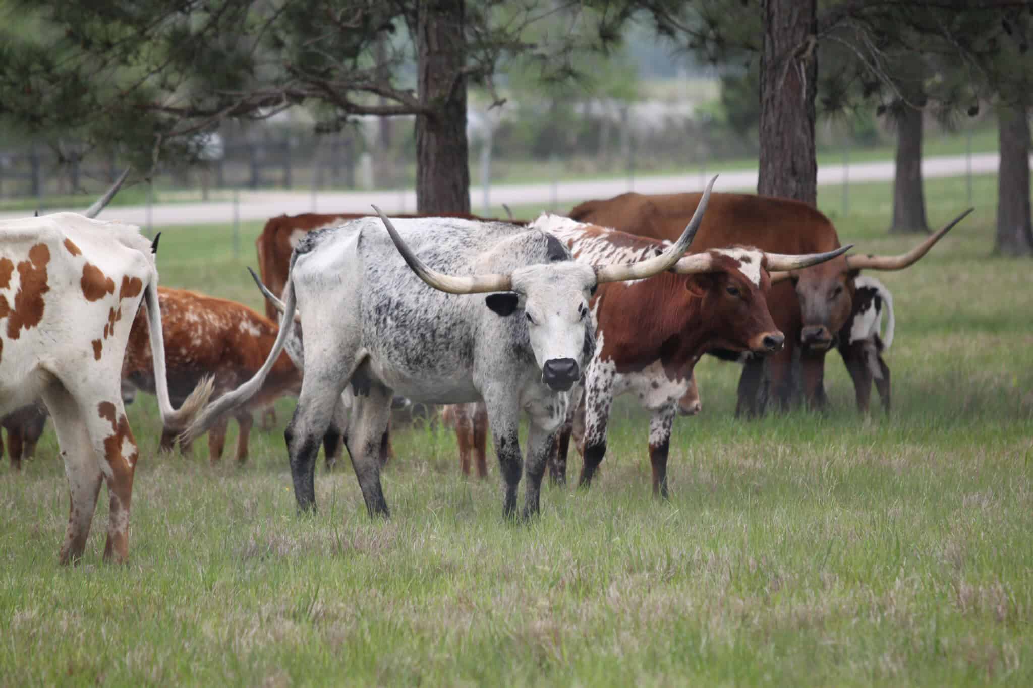 Longhorn cattle herd grazing in grassy pasture under trees, rural Texas scene, livestock photography, traditional American cowboy livestock.