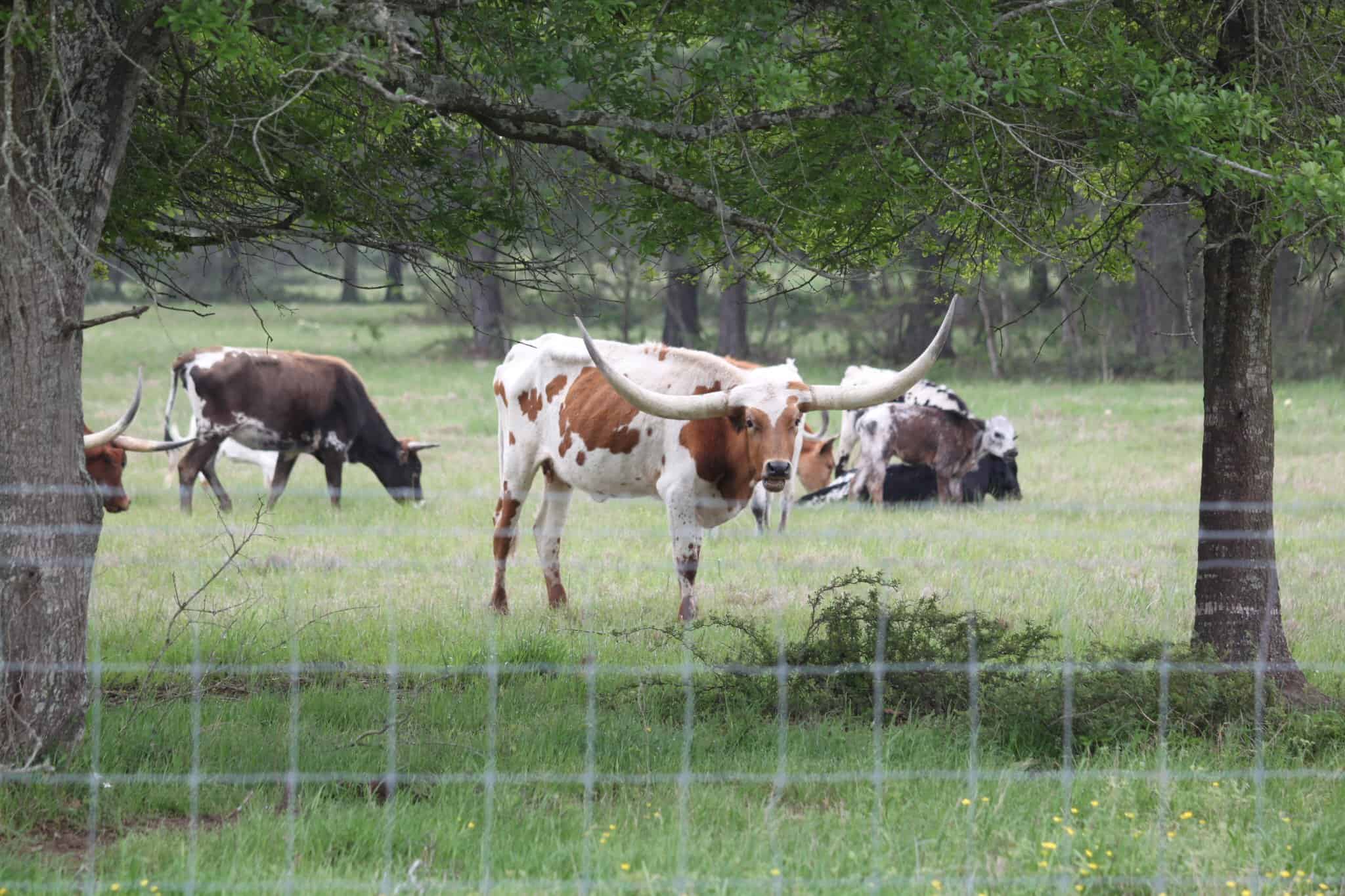 Colorful Texas Longhorn cattle grazing in a green pasture, part of Bluebonnet Express scenic bike rides.