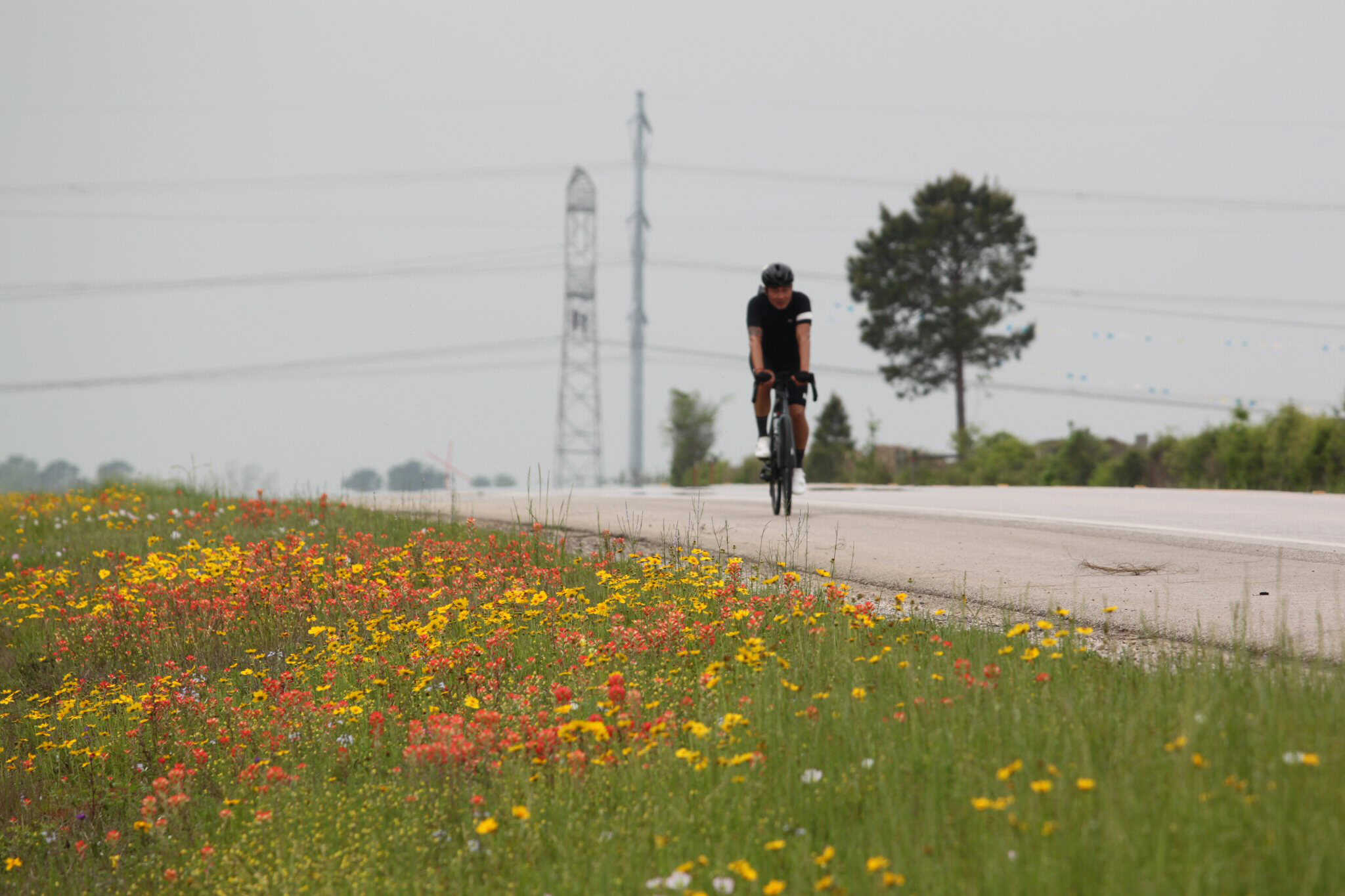 Vast open road with cyclist biking through wildflowers, showcasing Bluebonnet Express cycling service, scenic Texas countryside.