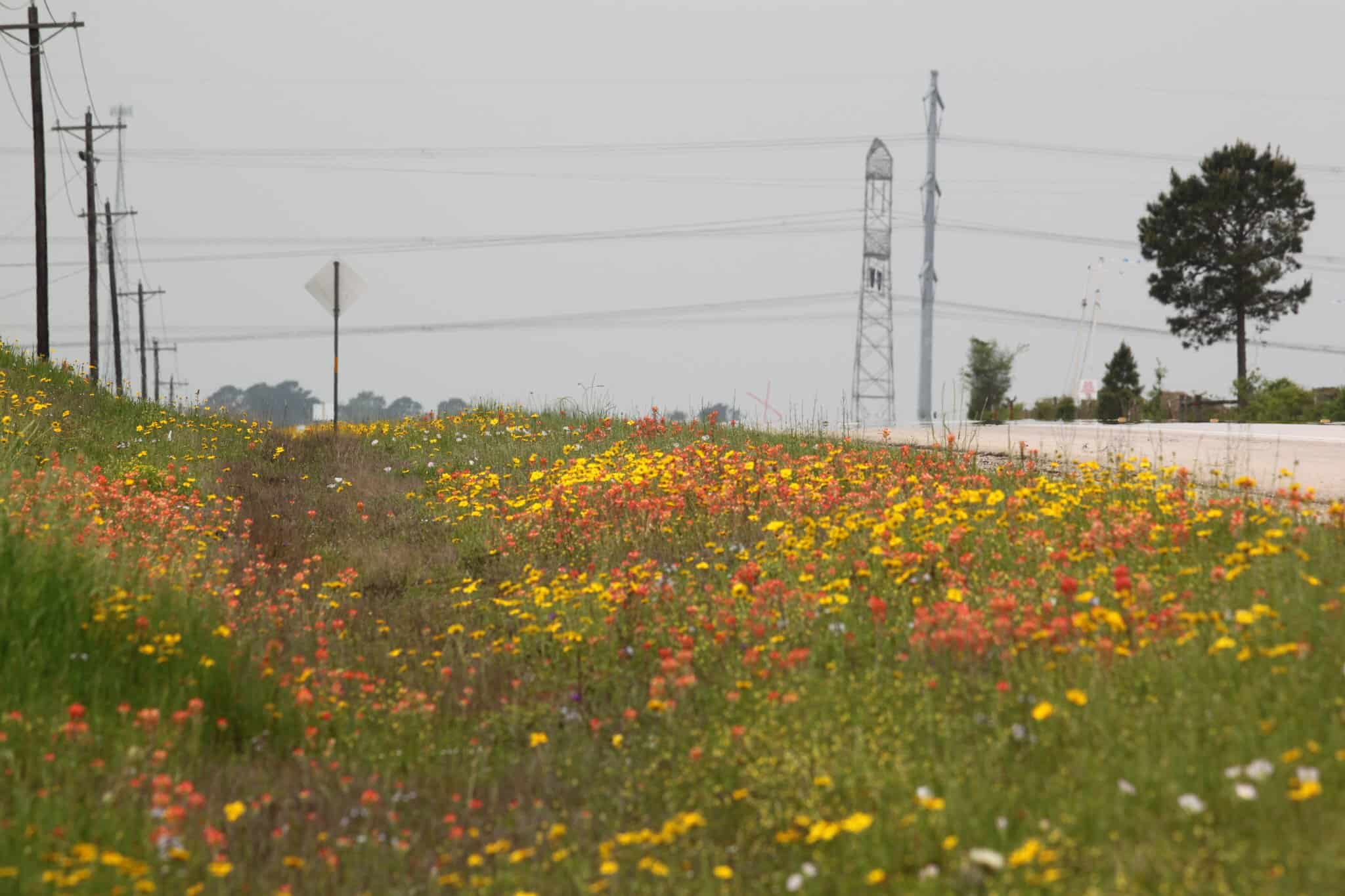 Colorful wildflowers along the roadside with power lines and trees in the distance, showcasing scenic outdoor cycling routes.