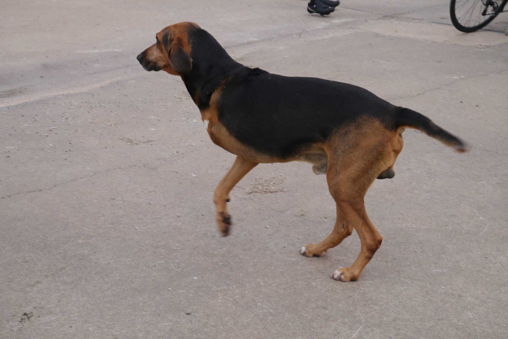 Dog walking on street, black and brown hound, outdoor city scene, Bluebonnet Express.