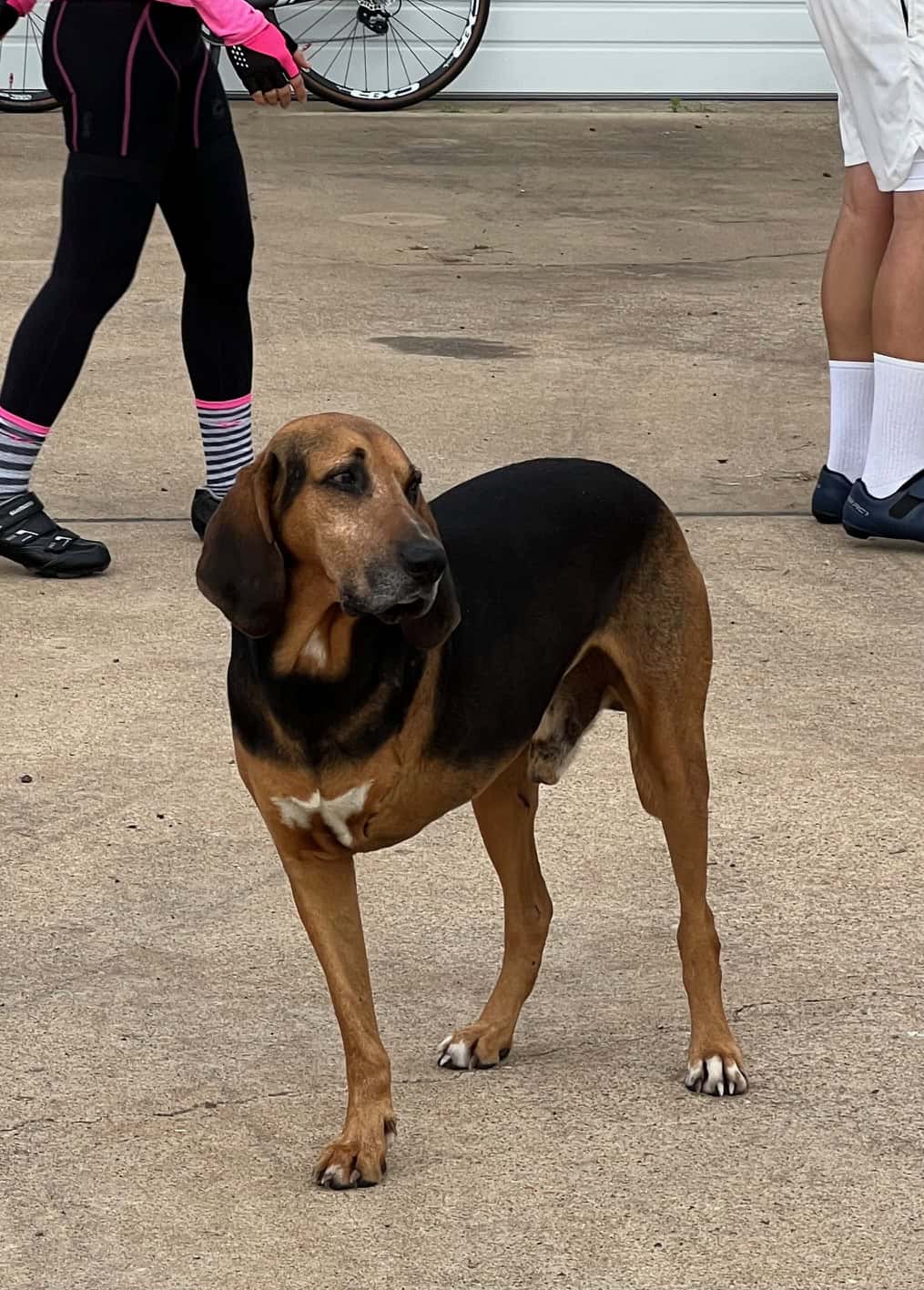 1. Large brown and black hound dog with floppy ears standing outdoors on concrete surface.